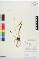 登錄號:S195734藏品圖，第1張