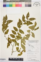 登錄號:S195735藏品圖，第1張