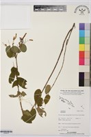 登錄號:S195737藏品圖，第1張