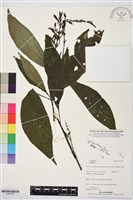 登錄號:S195738藏品圖，第1張