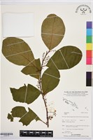 登錄號:S195739藏品圖，第1張