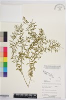 圓錐花遠志藏品圖，第1張