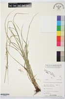 登錄號:S195742藏品圖，第1張