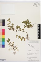 登錄號:S195744藏品圖，第1張