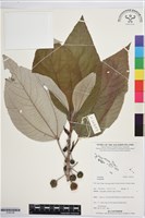 登錄號:S195746藏品圖，第1張