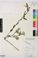 金午時花藏品圖，第1張