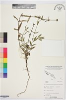 登錄號:S195755藏品圖，第1張