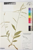 登錄號:S195759藏品圖，第1張