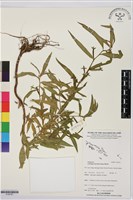 水丁香藏品圖，第1張