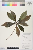 登錄號:S195763藏品圖，第1張