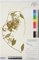 登錄號:S195764藏品圖，第1張