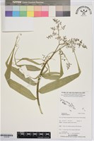 印度鞭藤、蘆竹藤、角仔藤藏品圖，第1張