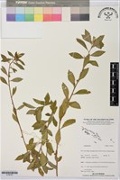 登錄號:S195767藏品圖，第1張