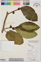 大冇榕、稜果榕藏品圖，第1張