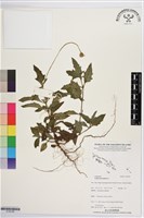 長柄菊藏品圖，第1張