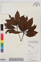 登錄號:S195772藏品圖，第1張