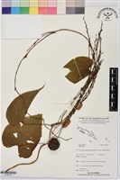 登錄號:S195774藏品圖，第1張