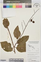 登錄號:S195775藏品圖，第1張