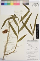 登錄號:S195776藏品圖，第1張