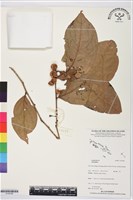 登錄號:S195780藏品圖，第1張