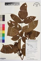 登錄號:S195781藏品圖，第1張