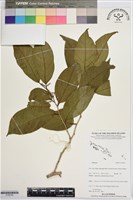 登錄號:S195782藏品圖，第1張