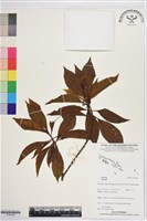 登錄號:S195784藏品圖，第1張