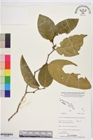 登錄號:S195785藏品圖，第1張