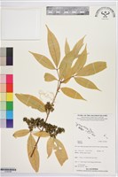 登錄號:S195786藏品圖，第1張