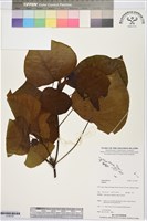 登錄號:S195787藏品圖，第1張