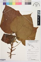 登錄號:S195788藏品圖，第1張