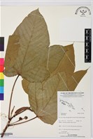 登錄號:S195789藏品圖，第1張