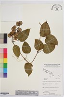 登錄號:S195791藏品圖，第1張