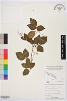 登錄號:S195792藏品圖，第1張