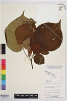 黃槿藏品圖，第1張