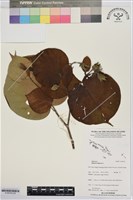 黃槿藏品圖，第2張