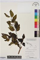 登錄號:S195795藏品圖，第1張