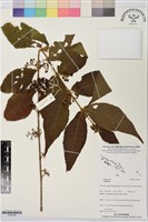 登錄號:S195796藏品圖，第1張