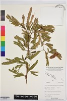 登錄號:S195798藏品圖，第1張