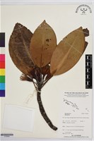 登錄號:S195800藏品圖，第1張