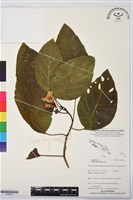 橙花破布子藏品圖，第1張