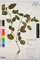 匍匐半插花藏品圖，第1張