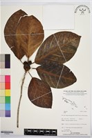 登錄號:S195804藏品圖，第1張