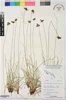 登錄號:S195807藏品圖，第1張