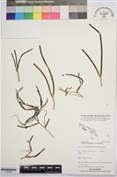 圓葉水絲草藏品圖，第1張