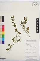 瘤子草藏品圖，第1張