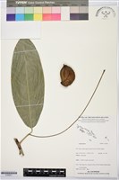 登錄號:S195811藏品圖，第1張