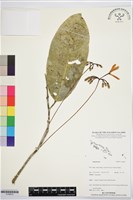 登錄號:S195812藏品圖，第1張