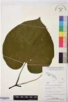 登錄號:S195813藏品圖，第1張