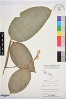 蘭嶼竹芋藏品圖，第1張